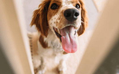 Pets Are Happier with a Dog Door Installed